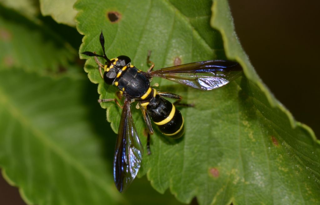 Syrphidae: Ceriana conopsoides, femmina